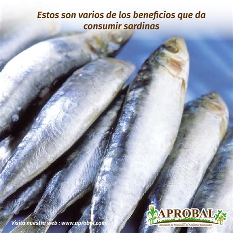 Estos Son Varios De Los Beneficios Que Da Consumir Sardinas Aprobal