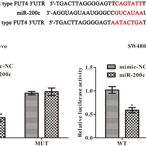 Fut Is A Downstream Target Gene Of Mir C In Colon Cancer A