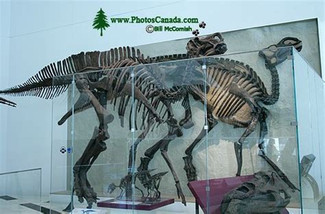 PhotosCanada.com Gallery :: ROM Dinosaur Exhibit, Toronto, Ontario :: rom_dinosaur_exhibit_003