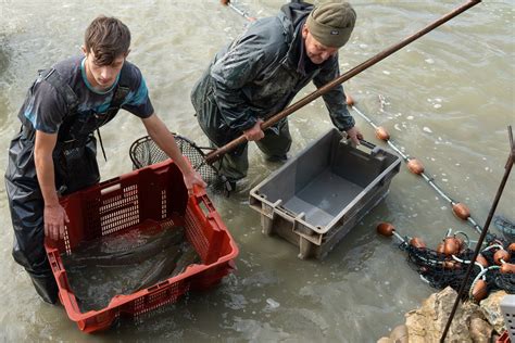 Bruno Fourmond Pcb Poissons De Dombes