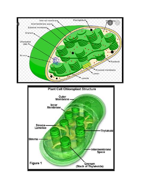 Chloroplast Photosynthesis-File | PDF | Photosynthesis | Leaf