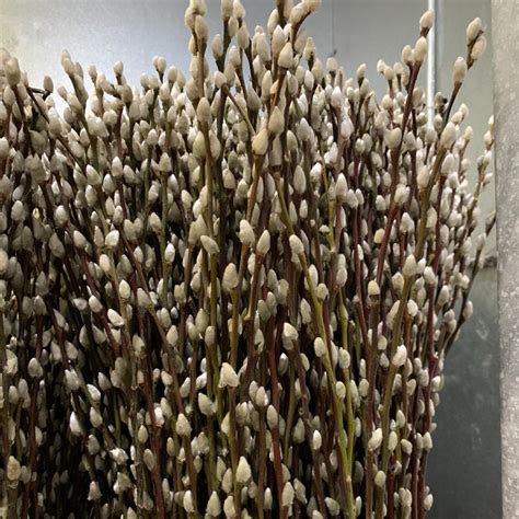 Pussy Willow Whips Tips Florabundance Wholesale Flowers