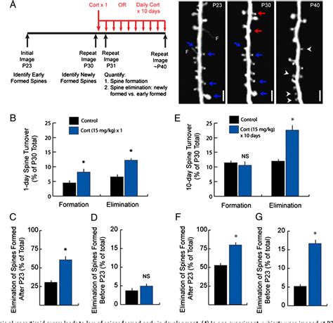 Dendritic Spine Development Semantic Scholar