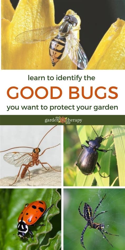 The Cover Of An Insect Book With Pictures Of Bugs