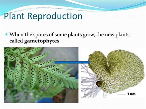 Ppt Seedless Plants Powerpoint Presentation Free Download Id1867981