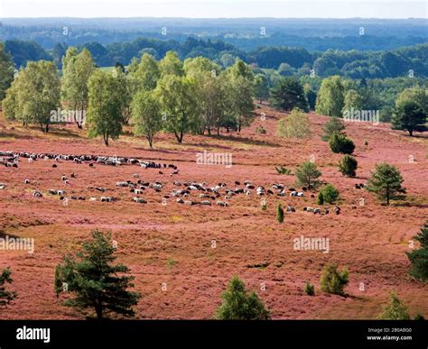 Heidschnucke, Heath sheep (Ovis ammon f. aries), Heath Sheep at hill Wilseder Berg, Germany ...