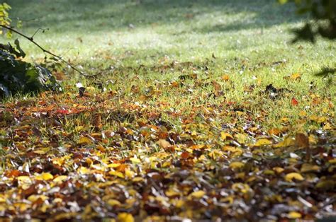 Feuilles Mortes Dans La Serre Ce Que Vous Devez Savoir