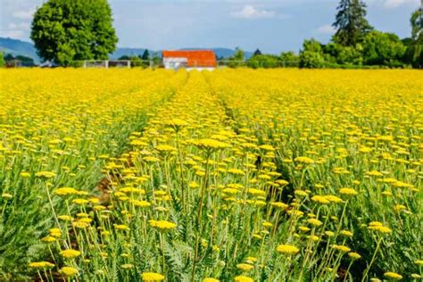 13 Of The Best Yarrow Varieties For The Home Garden Gardeners Path