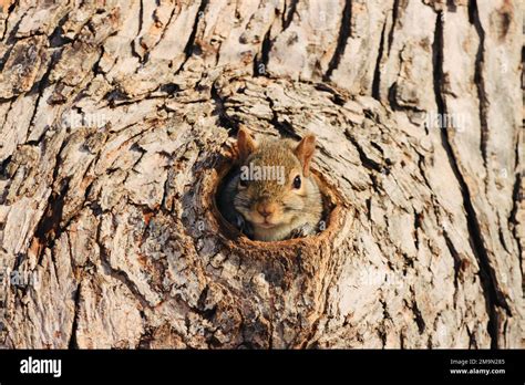 Squirrel looking out of tree hole Stock Photo - Alamy