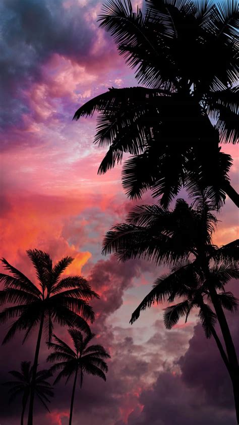 Palm Tree Sunset Iphone HD Wallpapers Pxfuel 45 OFF