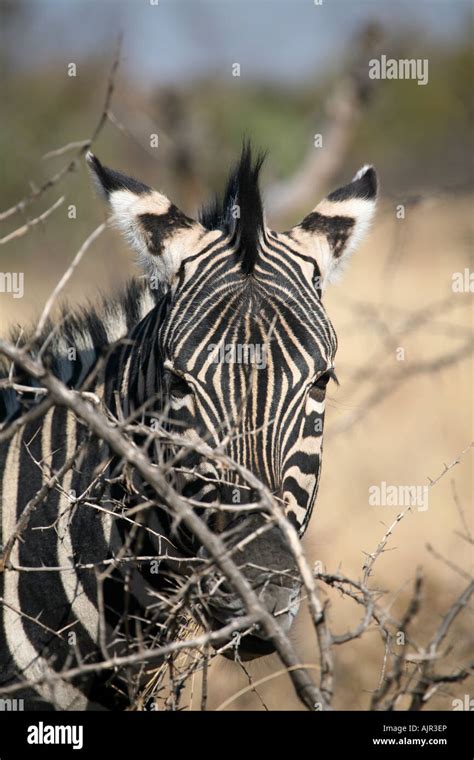 Zebra Close up head shot Stock Photo - Alamy