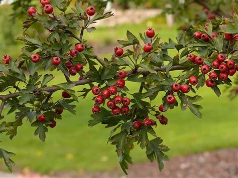 Crataegus Monogyna Hawthorn May Berries For Ornamental Trees