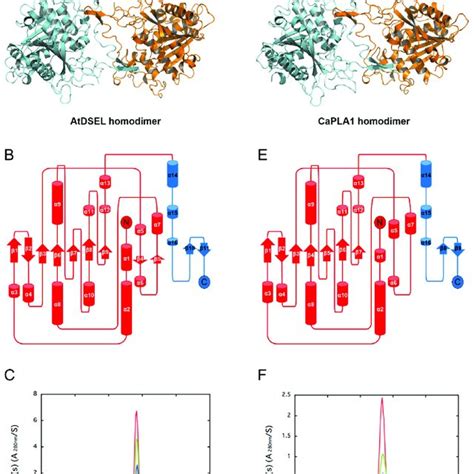 Dimerization Interface Of Human Plas A Dimeric Structure Of Human