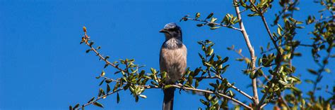 Florida scrub-jay | Florida Hikes