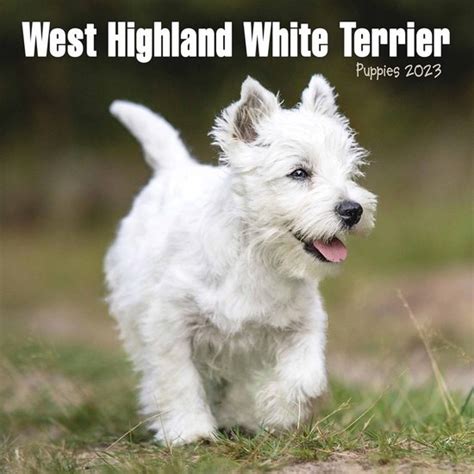 West Highland White Terrier Kalender Mini Bol