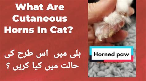 What Are Cutaneous Horns In Cat Reason Of Cutaneous Horns Side