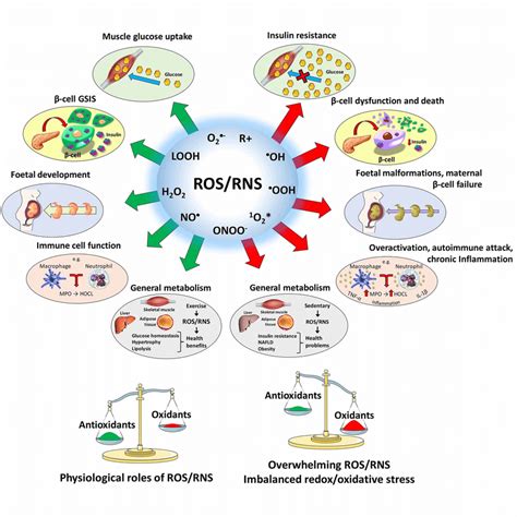 Dual Involvement Of ROS RNS In Physiology And Disease ROS Such As