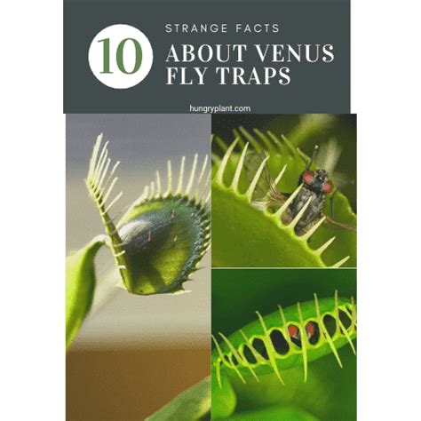 10 Strange Facts About The Venus Flytrap | Hungry Plant