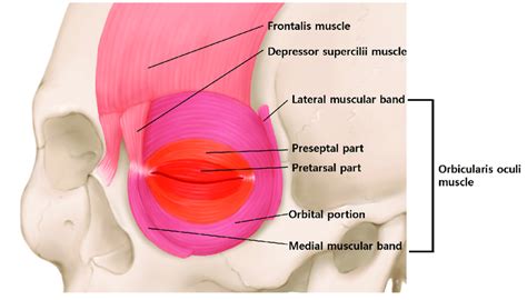 Schematic Image Of The Orbicularis Oculi Muscle The Orbicularis Oculi