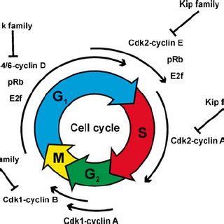 PDF Cell Cycle Regulation During Neurogenesis In The Embryonic And