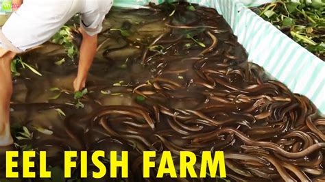 Eel Farming In The Philippines How To Grow Igat