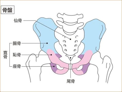 骨盤って何？その構造と役割や機能を解説 志木駅の整体イーバランス整体院｜皆様のお悩みや痛みを根本改善