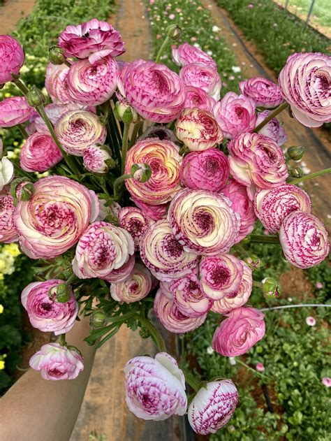 Ranunculus Pink Picotee Flourish Flower Farm