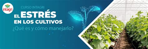 Curso Intagri Virtual El Estrés En Los Cultivos ¿qué Es Y Cómo Manejarlo Información