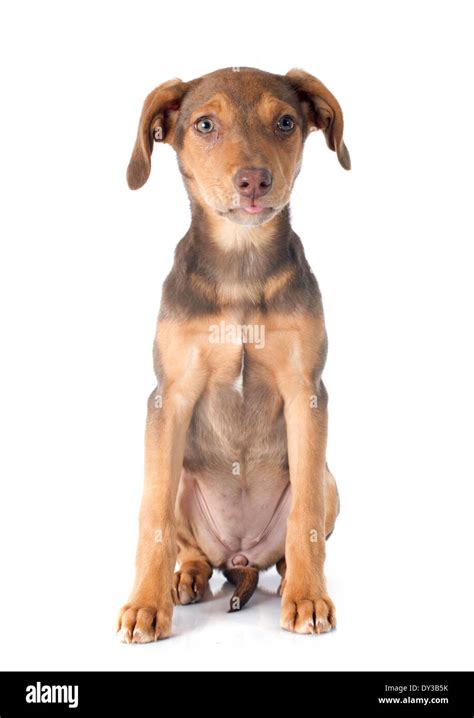 Mix Breed Doberman In Front Of White Background Stock Photo Alamy