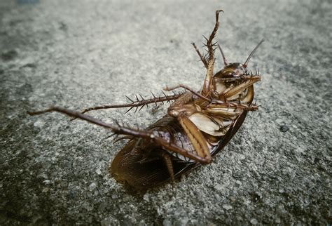 Cockroach Control, Animals, Animales, Animaux, Animal, Animais
