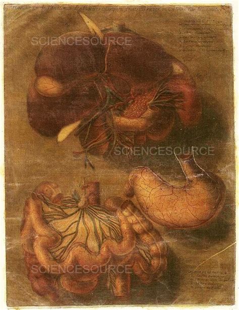 Anatomie Generale Des Visceres Stock Image Science Source Images