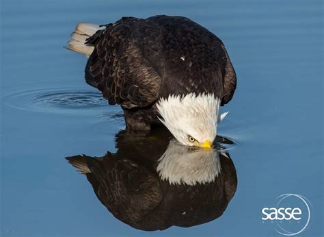 Bald Eagles and Their Local Habitat - Hancock Wildlife Foundation