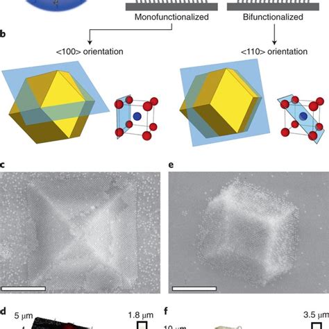 Salt concentration effects on crystal growth a, SEM images of oriented ...