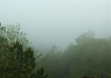 foggy forest landscape. spooky mountain forest nature themed background ...