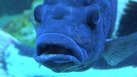 Big Blue Monster Fish in Aquarium. Blue Background. 4K UltraHD, UHD ...