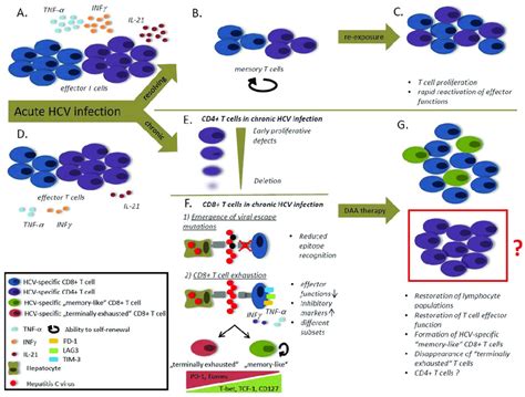 The Role Of The Hepatitis C Virus Hcv Specific T Cells In Hcv