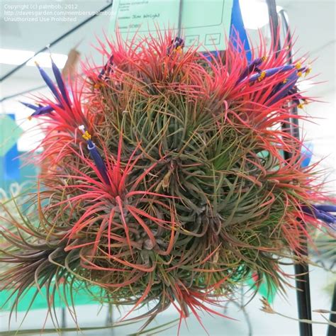 Plantfiles Pictures Tillandsia Bromeliad Species Air Plant Blushing Bride Sky Plant