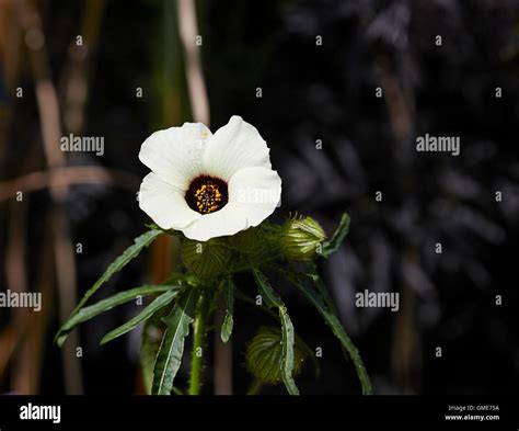 Hibiscus Trionum Sometimes Known As Flower Of An Hour Bladder Weed Or