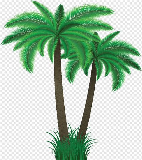 Palm Trees Png Pngwing