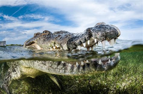 Greg Lecoeur Underwater and Wildlife Photography | American crocodile ...