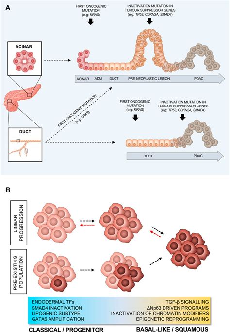 Frontiers Cell Lineage Infidelity In Pdac Progression And Therapy