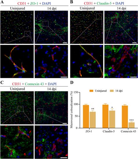 TJs And Gap Junctions Of The BSCB Are Impaired After SCI A C