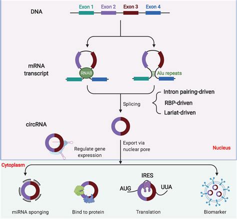 Frontiers Noncoding Rnas In The Glycolysis Of Ovarian Cancer