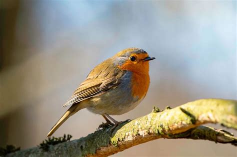 Oiseaux Les Plus Observ S Dans Les Jardins En France