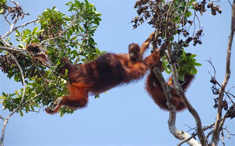 Orangutan Voyage – Experience Boat Tour To View Orangutan In Their Habitat