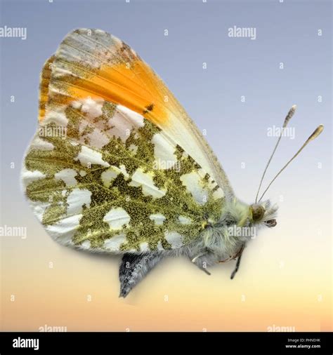 Orange tip, butterfly Stock Photo - Alamy