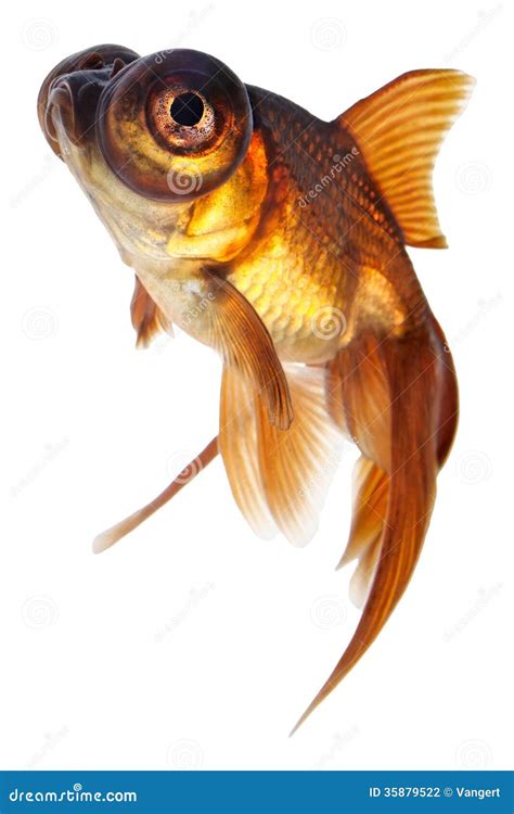 Telescope Eye Goldfish Stock Photo Image Of Head Habitat 35879522