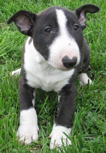 Bull Terrier Information Dog Breed Facts