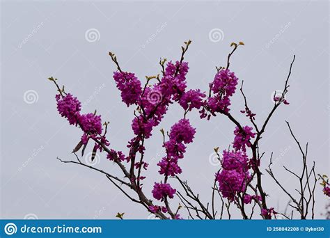 Pink Flowers Of Cercis Siliquastrum Close Up Stock Photo Image Of