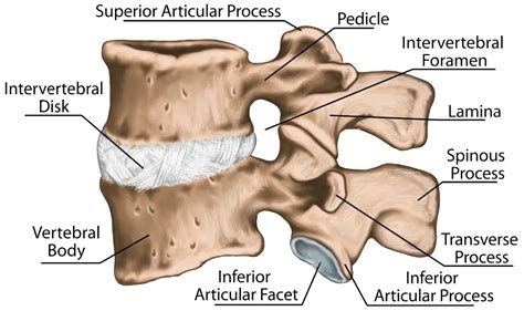 Lumbar Transverse Process Fractures Science Based • Chiropractic